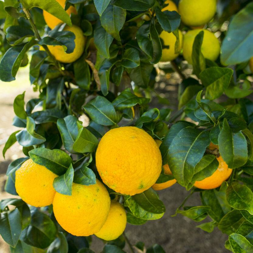 Lemon Tree